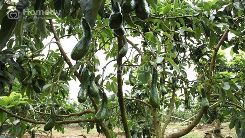 Bán gấp 3,6 sào vườn cây trái thôn 1 Lộc An, Tp Bảo Lộc. Giá 1,7 tỷ cả vườn - Ảnh 3