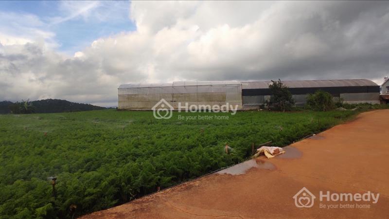 Cần bán nhanh lô đất giá tốt nhất thị trường tại Xuân Thọ- Đà Lạt - Ảnh 2