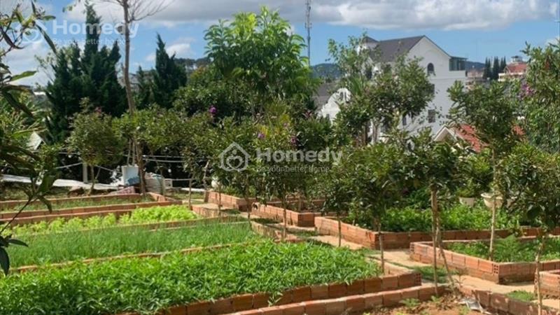 Sở hữu nhanh tay căn Biệt Thự sân vườn 990m giá chỉ 25ty tại Tô Hiệu - Đà Lạt  - Ảnh 4