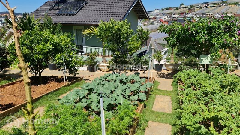 Sở hữu nhanh tay căn Biệt Thự sân vườn 990m giá chỉ 25ty tại Tô Hiệu - Đà Lạt  - Ảnh 6