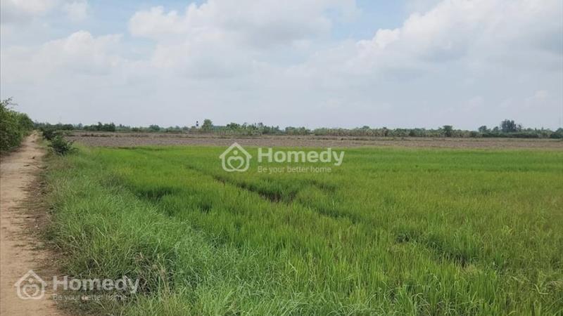 Cần bán gấp 2183,5m2 đất ruộng đường bùi viện, rạch sỏi. - Ảnh 3