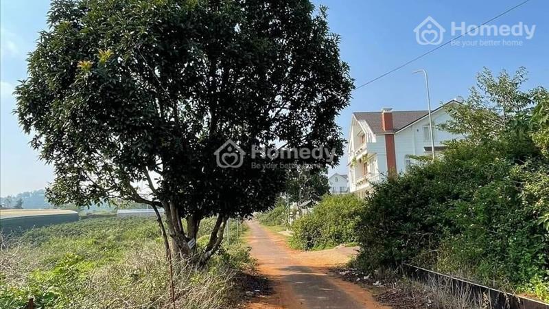 [ Tin Hot ] Giảm giá Bán gấp Đất Biệt Thự đẹp tại Măng Ling, Đà Lạt 215m2 giá chỉ 4.2 tỷ - Ảnh 4