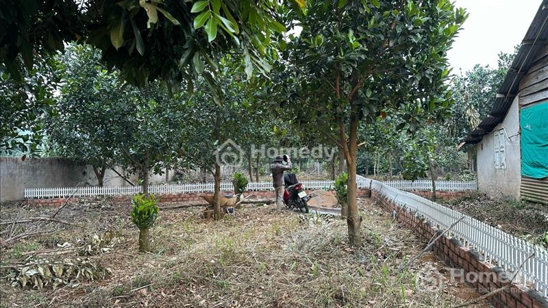 Ngộp bank cần bán gấp 235m2 Tà Nung cạnh cac khu Du Lịch và Đà Lạt - Ảnh 3