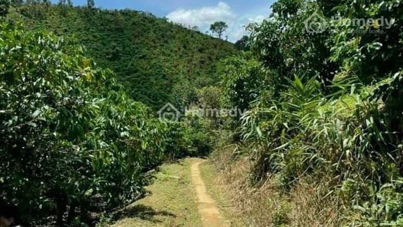 Cần bán hơn 8 sào đất Tân Lạc - Bảo Lộc - 120m mặt đường - 300 triệu/1 sào - Ảnh 1