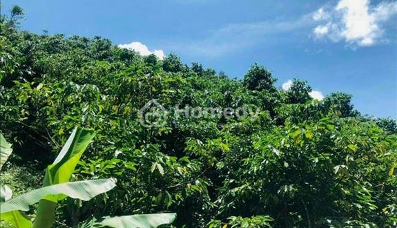 Cần bán hơn 8 sào đất Tân Lạc - Bảo Lộc - 120m mặt đường - 300 triệu/1 sào - Ảnh 1