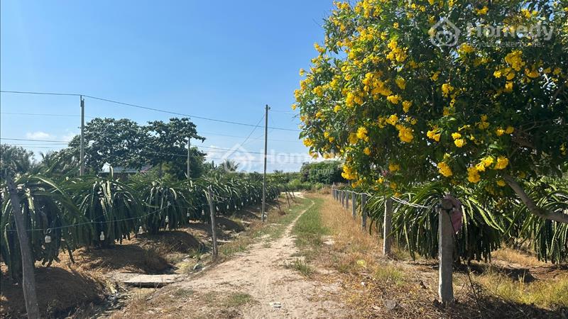 Bán 5.7 sào Tân Tiến, thị xã LaGi tặng vườn thanh long, chính chủ 1.5 tỷ - Ảnh 8