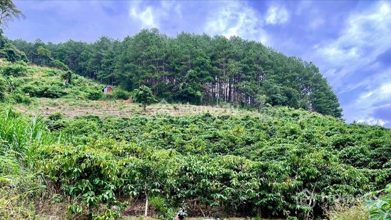 Chính chủ bán lô 3200m có 73m mặt đường, ở MêLinh cách Đl 22km, dang tác 6 sổ - Ảnh 2