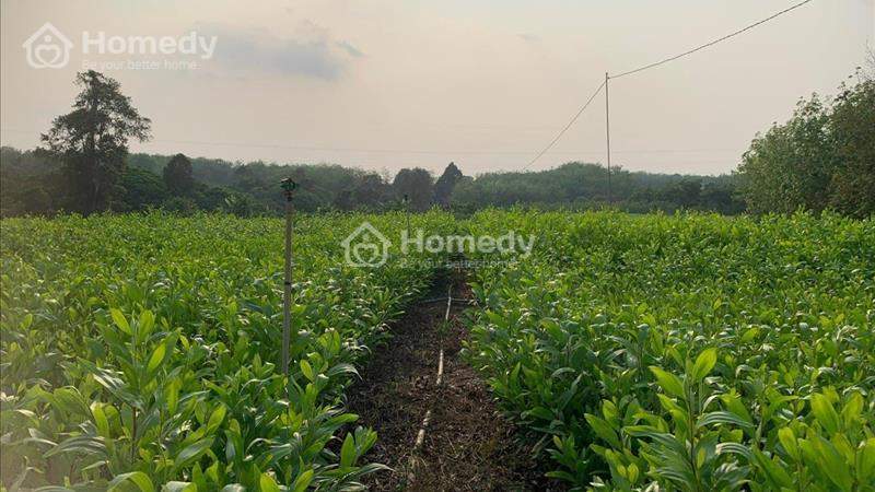 Cần bán NHANH 10894m2 đất tại xã Phước Minh, Bù Gia Mập, Bình Phước. - Ảnh 3
