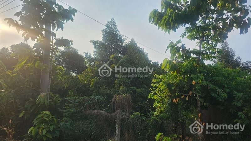 Đất ngộp kim long 9055m2 , 2 căn nhà cấp 4, vườn full sầu riêng đang cho thu hoạch, 55m mặt đường  - Ảnh 5