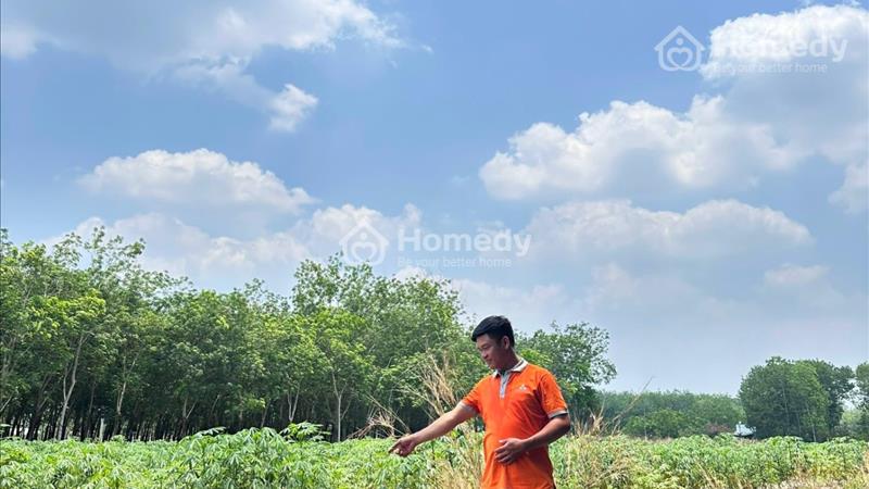 Đất đẹp pk4 mịn long chơn thành có 100m thổ cư - Ảnh 5