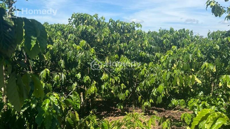 Bán vườn cafe đẹp 1,2 hécta Lộc Ngãi, Bảo Lâm, Bảo Lộc. Cách ĐT 725 ~200m - Ảnh 1