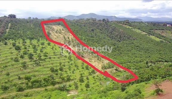 Bán vườn sầu riêng 7,4 sào 400m2 thổ cư Lộc Đức, Bảo Lâm, Bảo Lộc - Ảnh 1