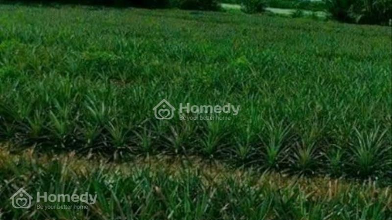Đất nghỉ dưỡng, làm du lich - Ảnh 2