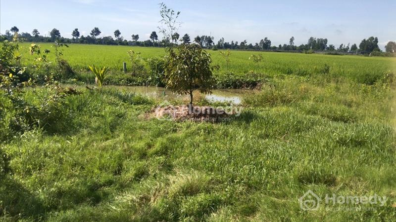 Đất ruộng , nền thổ cư - Ảnh 3