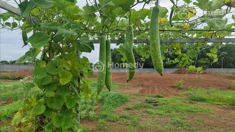 Cần bán 1,2ha đất Long Tân ngay hồ Suối Môn, Đất Đỏ, Bà Rịa Vũng Tàu - Ảnh 3