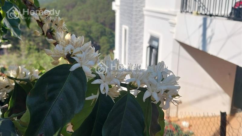 Cần cho thuê nhà nguyên căn mặt tiền đường Hoàng Hoa Thám, Phường 10, TP Đà Lạt, Lâm Đồng - Ảnh 3