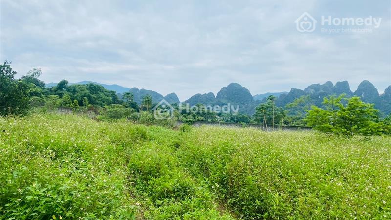  bán lô đất có diện tích 2000m2 trong đó có 200m2 thổ cư, còn lại là cây lâu năm - Ảnh 4