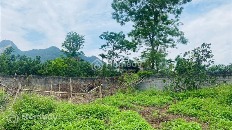 bán lô đất có diện tích 2000m2 trong đó có 200m2 thổ cư, còn lại là cây lâu năm - Ảnh 5