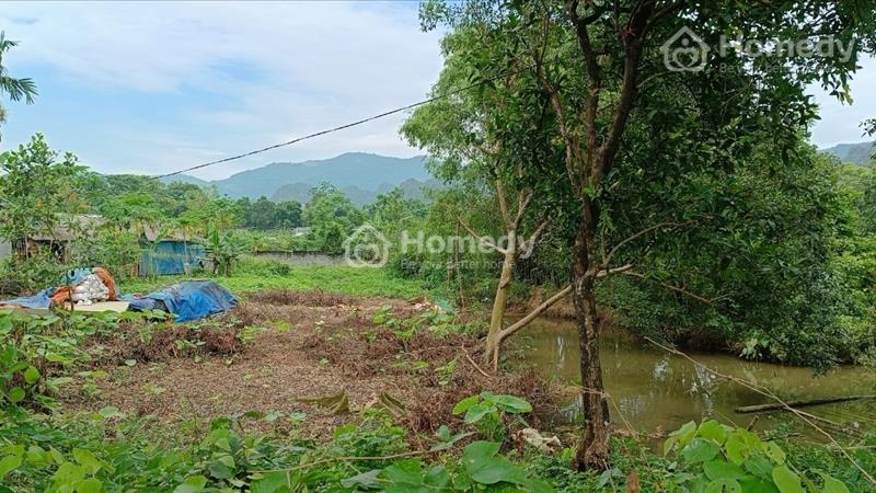  bán lô đất có diện tích 2000m2 trong đó có 200m2 thổ cư, còn lại là cây lâu năm - Ảnh 6