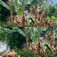 Bán Nhanh Lô Đất vị trí đẹp Xã Hiệp An, Đức Trọng, Lâm Đồng( gần chùa Quan Thế Âm )