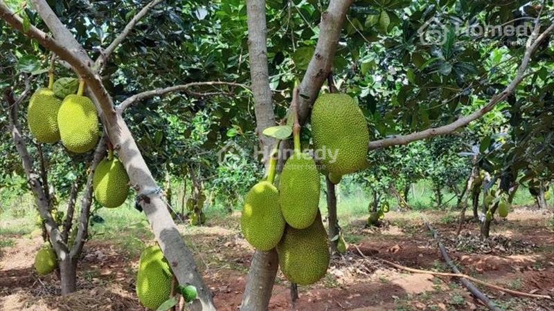 BÁN GẤP 1500m2 đất Bình Dương gần DT749 giá 950 triệu,thương lượng - Ảnh 1