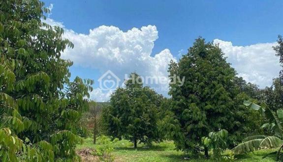 Bán vườn sầu riêng thu hoạch trả nợ 1300m2 có 200m2 ở - Ảnh 1