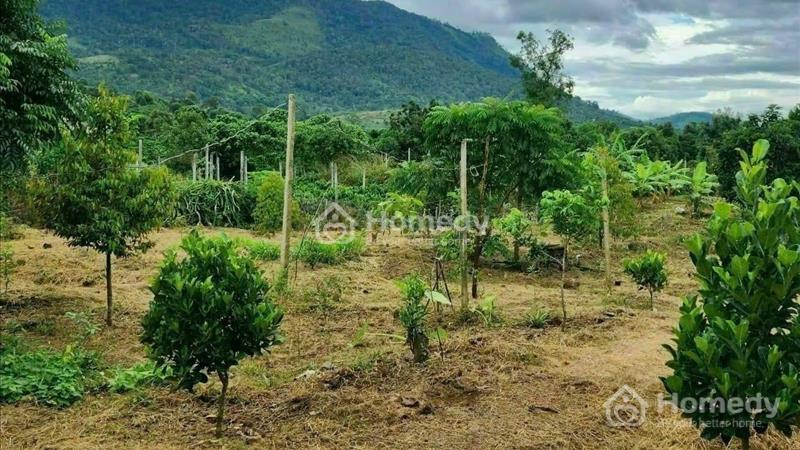 Gia đình cần tiền muốn ra gấp miếng vườn 500m²  - Ảnh 3