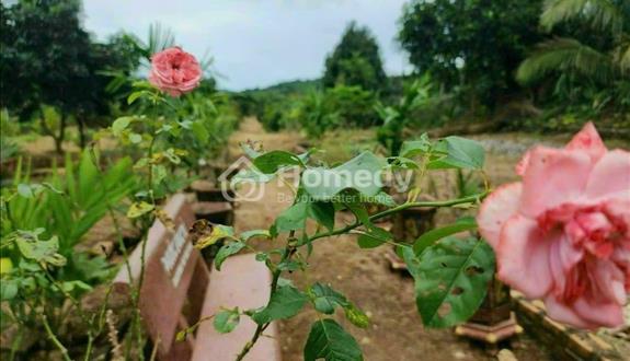 Gia đình cần tiền muốn ra gấp miếng vườn 500m²  - Ảnh 1