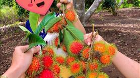 Kẹt tiền nên bán vườn chôm chôm giá hời ở Bình Dương - Ảnh 3