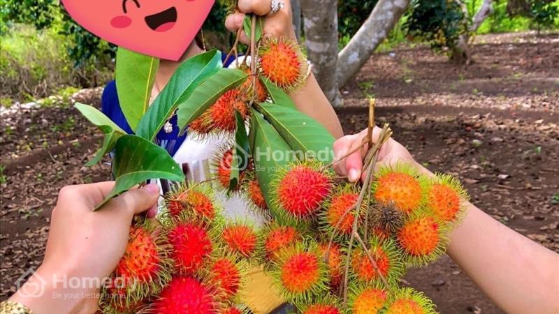 Kẹt tiền nên bán vườn chôm chôm giá hời ở Bình Dương - Ảnh 3