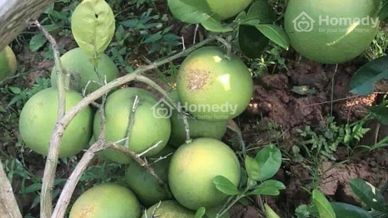 Cần cho thuê Mô hình VAC (vườn - ao - Chuồng) Cạnh Ngọc Tảo, Phúc Thọ, Hà Nội - Ảnh 2