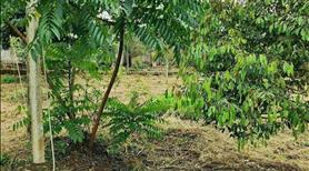 Đất vườn cần tìm chủ ,mới ở Bình Dương 1000m2 - Ảnh 3