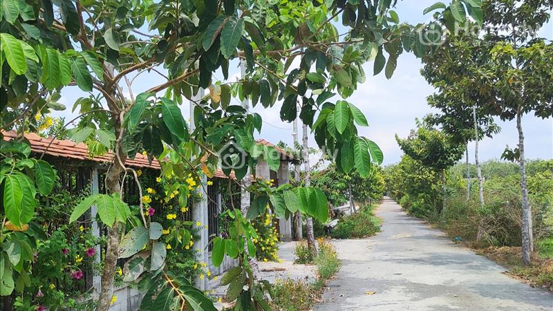 Chính chủ cần bán đất đẹp Củ Chi giá tốt gặp ưng ngay - Ảnh 3
