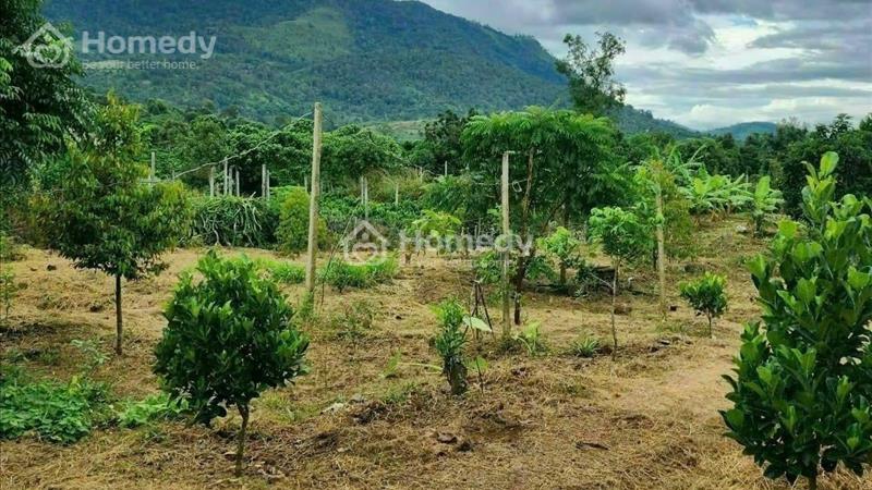 Chủ lớn tuổi cần bán đất để lấy tiền hưởng tuổi già. Đất ở Bình Dương - Ảnh 4