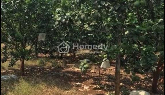 Chủ lớn tuổi không chăm nổi vườn cần bán 1300m2 - Ảnh 1