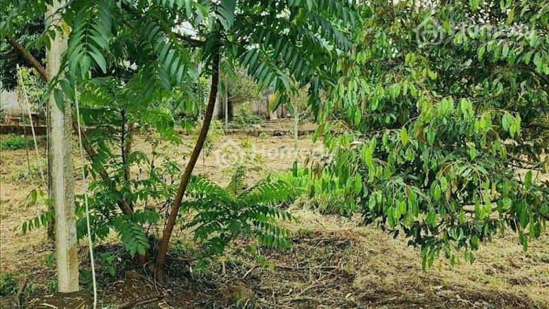 Chủ lớn tuổi cần bán đất để lấy tiền hưởng tuổi già. Đất ở Bình Dương - Ảnh 3
