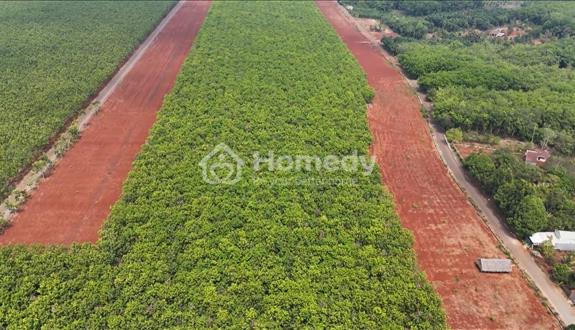 Bán Đất Thổ Cư Xã Phước An, Hớn Quản, Bình Phước - Ảnh 1