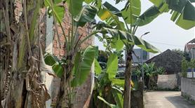 Chủ nhà cần bán đất để đóng học phí cho con học ĐH (giá giảm hơn trăm triệu) - Ảnh 3