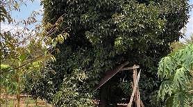 Đất xinh cần bán gấp chủ ngộp bán giá siêu xinh cho 1000m2 - Ảnh 3