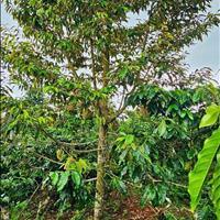Chủ vườn sầu riêng cần bán gấp để chuyển sang đầu tư nên cần ván ở Bình Dương