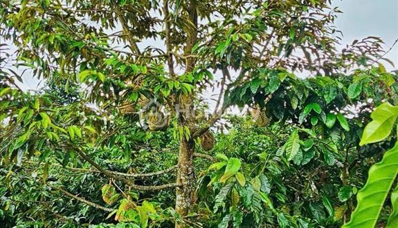 Chủ vườn sầu riêng cần bán gấp để chuyển sang đầu tư nên cần ván ở Bình Dương - Ảnh 1