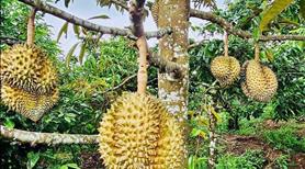 Chủ vườn sầu riêng cần bán gấp để chuyển sang đầu tư nên cần ván ở Bình Dương - Ảnh 3