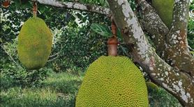 Vườn mít chủ gửi, chủ cần bán vườn vì lớn  tuổi ở Bình Phước - Ảnh 2