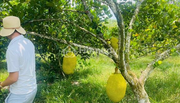 Vườn mít chủ gửi, chủ cần bán vườn vì lớn  tuổi ở Bình Phước - Ảnh 1