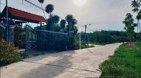 Vườn mít chủ gửi, chủ cần bán vườn vì lớn  tuổi ở Bình Phước - Ảnh 4