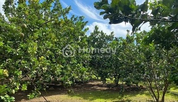Bán vườn vì chủ kẹt tiền cần bán gấp giá có thoả thuận - Ảnh 1