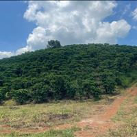 Cần bán 1,5 ha Lộc Phú - Bảo Lâm, Bảo Lộc giá 160 triệu/ 1 sào