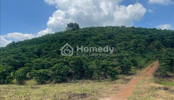 Cần bán 1,5 ha Lộc Phú - Bảo Lâm, Bảo Lộc giá 160 triệu/ 1 sào - Ảnh 1