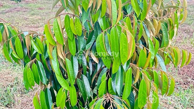 Gia đình kẹt tiền mở quán nhậu cần bán gấp vườn sầu riêng - Ảnh 3