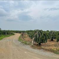 Bán 2 ha Tân Hải, thị xã LaGi tặng vườn thanh long giá rẻ 300tr/ sào
